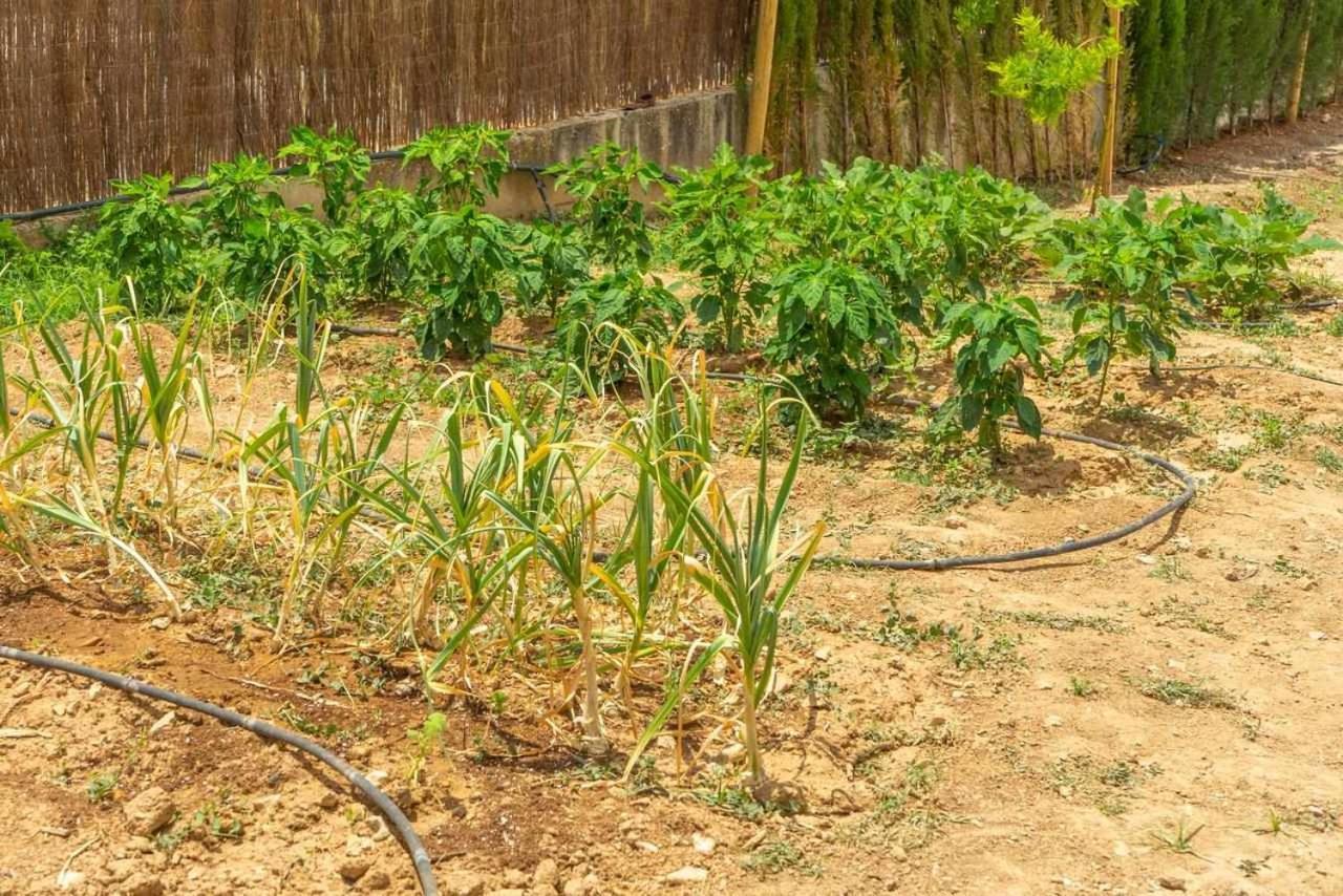 Casa Rural Don Lope El Canuelo  Eksteriør bilde